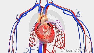 Heart with Circulatory System Stock Photo